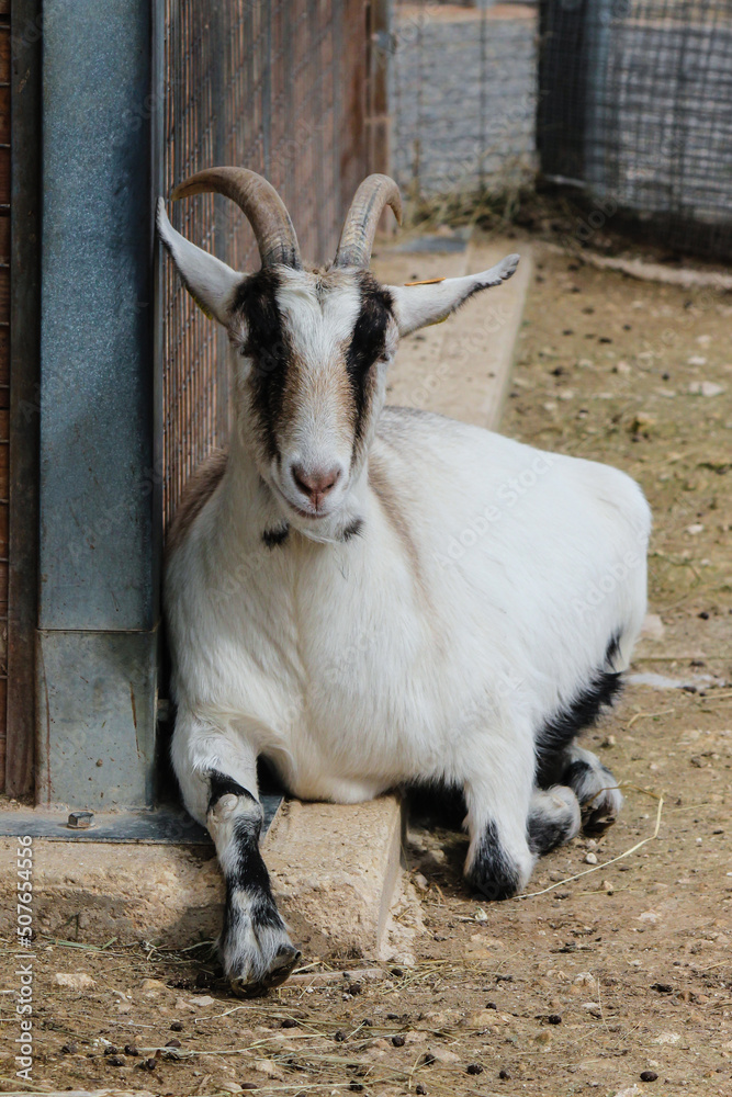 goat on the farm