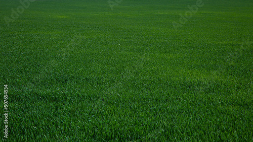 green grass background © AydinTutas