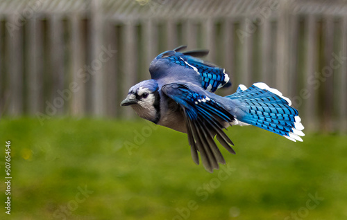 Fotografia blue jay in flight