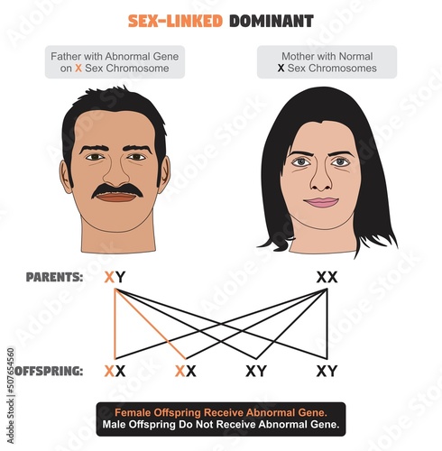 Sex linked dominant influenced character infographic diagram human male female characteristic trait recessive genotype phenotype sexchromosome hereditary genetic biology science education 