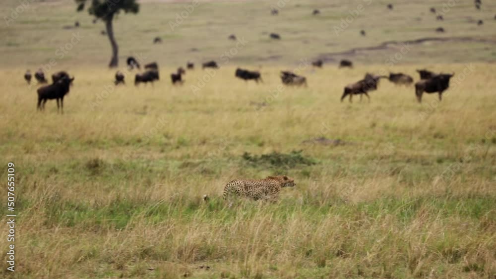 A cheetah walks in the grass against the background of herds of wildebeest, zebra, gazelles, topi antelopes. National parks of Kenya A cheetah walks in the grass against the background of herds of wildebeest, zebra, gazelles, topi antelopes. National parks of Kenya