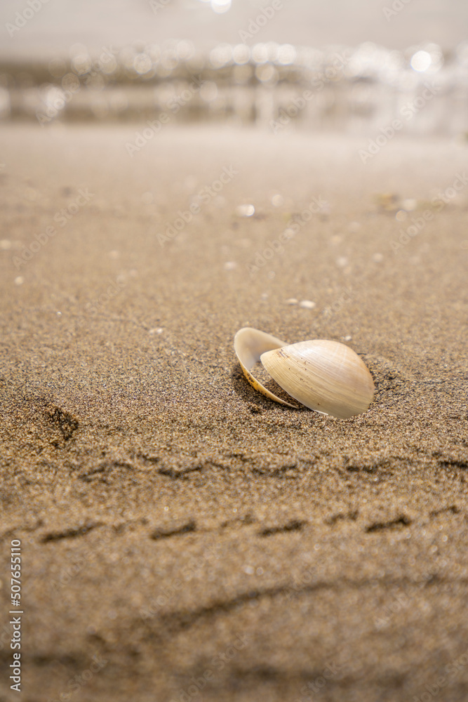 Green leaf on the stone on a beach sand. High quality photo