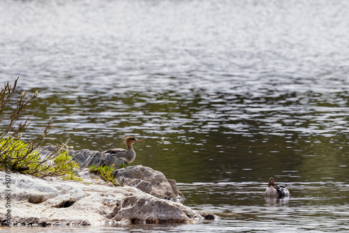 Mergus merganser is a diving duck, one of the sawbills , Northern Norway,Europe	 photo