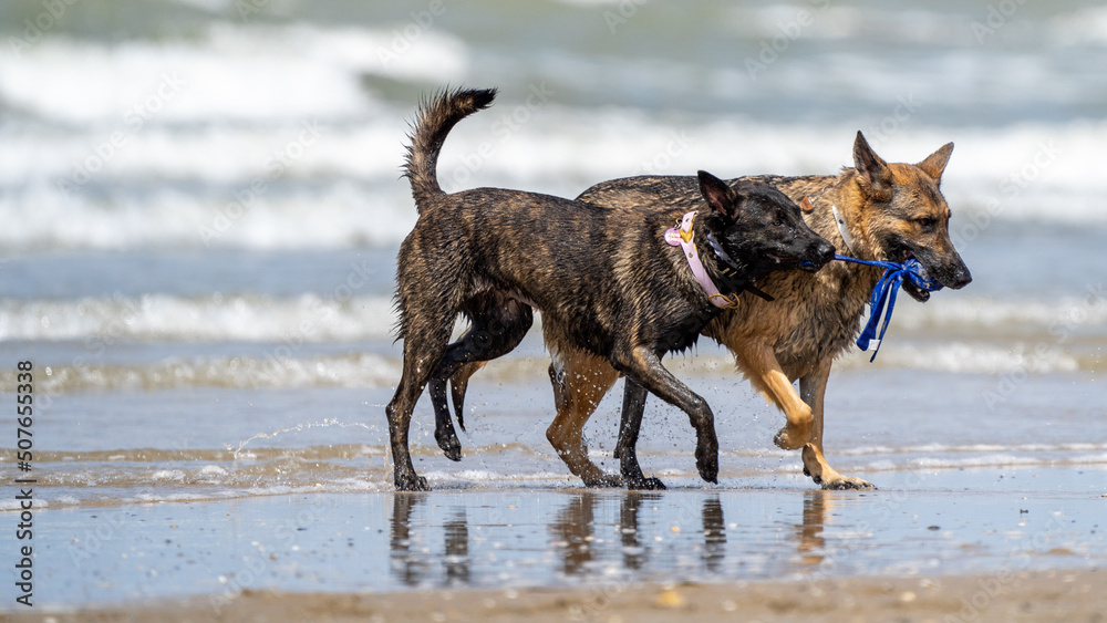 dog running on the beach. Dogs playing in the water. 