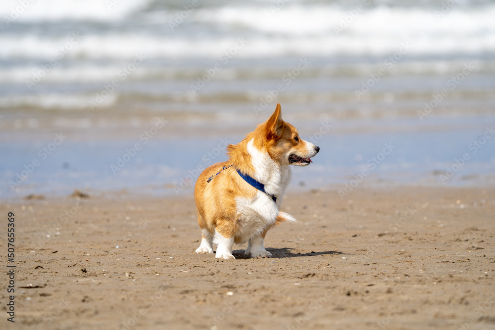 Corgi dog on the beach in summertime. Dog on the beach	