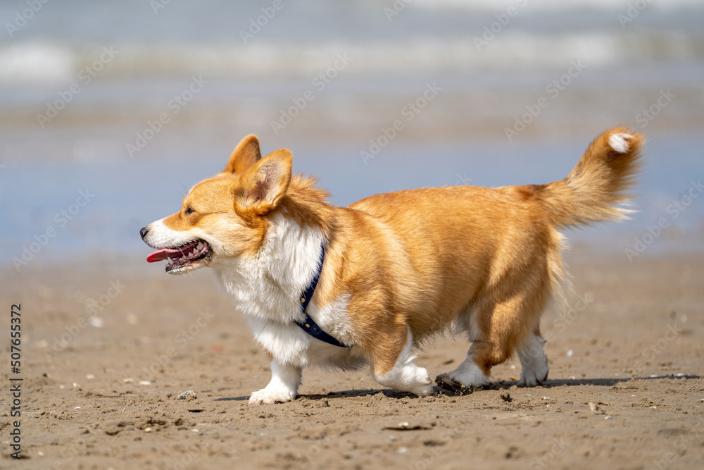 Corgi dog on the beach in summertime. Dog on the beach	