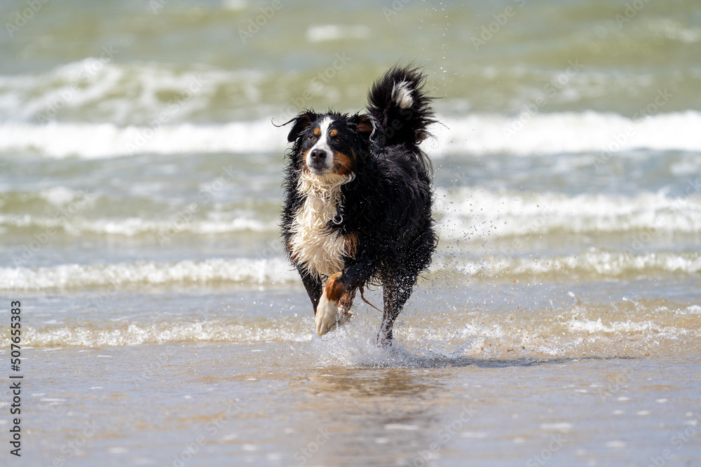 Berner senner dog on the beach looking into the camera, beautifull eyes. Dog on the beach Berner senner dog on the beach looking into the camera, beautifull eyes. Dog on the beach