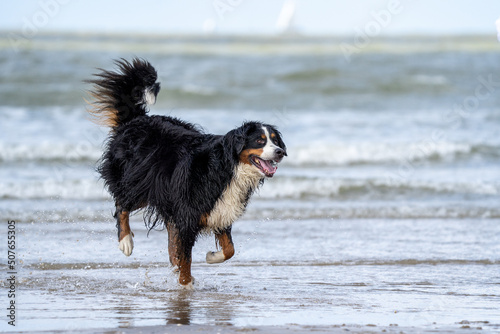 Berner senner on the beach enjoying the water in the summer and playing, having fun. Dog on the beach