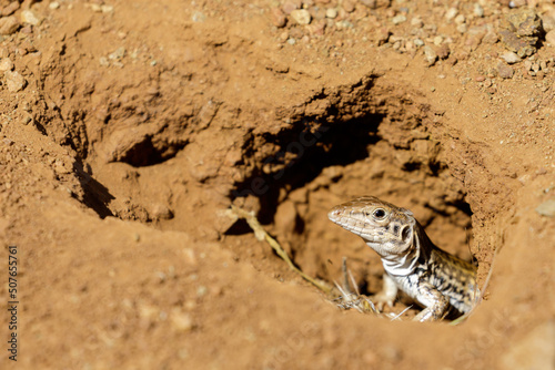 California Whiptail Lizard Peeking Through Burrow. Rancho San Antonio Preserve, Santa Clara County, California, USA. photo