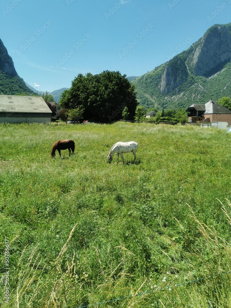 cows in the mountains