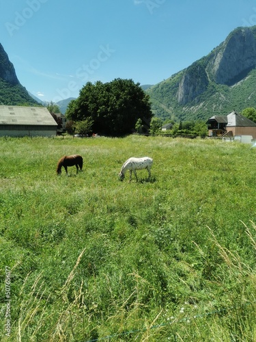 Obraz na płótnie cows in the mountains w salonie
