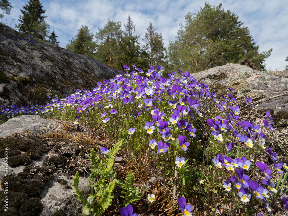 Obraz premium Violet tricolor blooms on the rocks and in the forest in the Republic of Karelia near Lake Ladoga in May