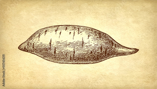 Sweet potato ink sketch.