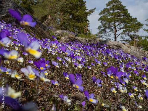 Violet tricolor blooms on the rocks and in the forest in the Republic of Karelia near Lake Ladoga in May