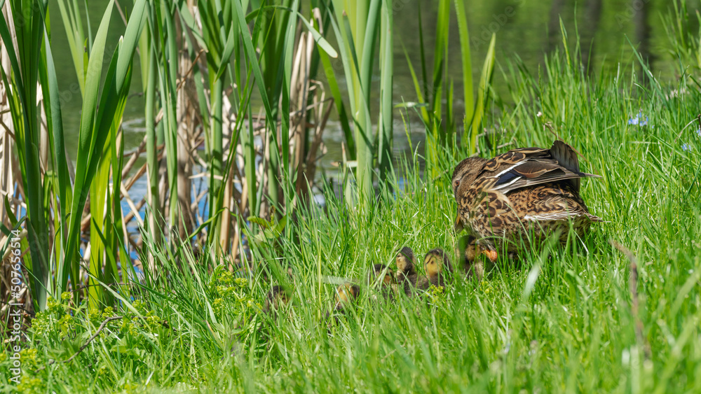 Little ducklings with mom duck in green grass. Breeding season in wild ducks. Duck with chicks.