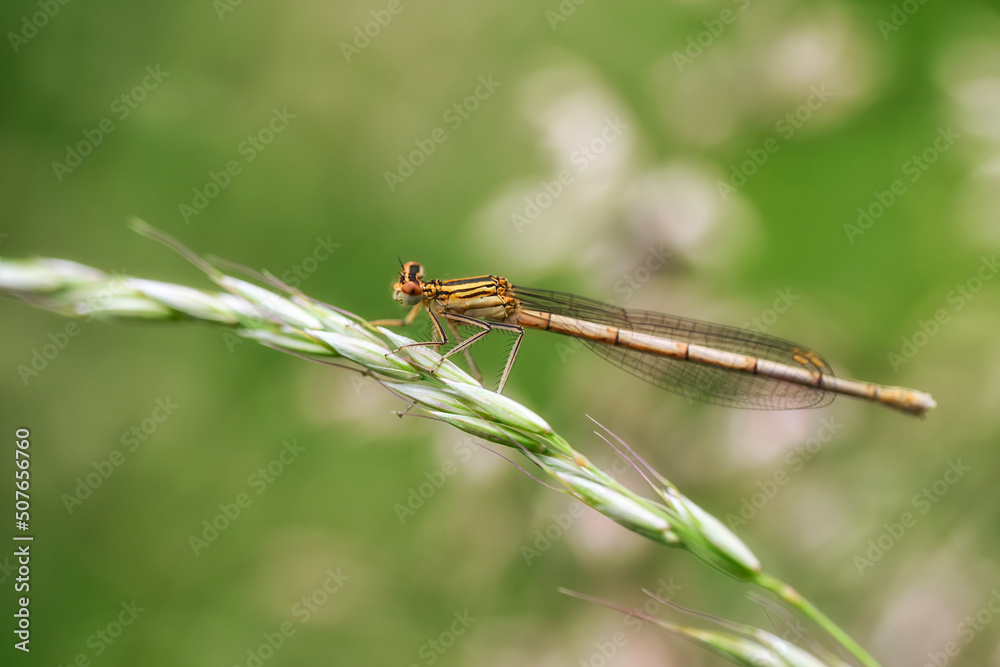 Dragonfly hold on dry branches and copy space .Dragonfly in the nature. Dragonfly in the nature habitat. Beautiful nature scene with dragonfly outdoor.a background wallpaper. Dragonfly hold on dry branches and copy space .Dragonfly in the nature. Dragonfly in the nature habitat. Beautiful nature scene with dragonfly outdoor.a background wallpaper.