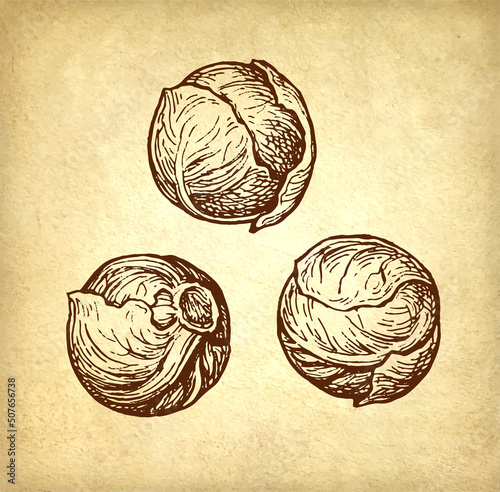 Brussels sprout ink sketch.