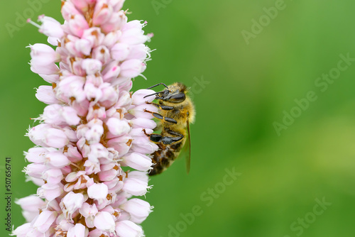 Pollinating bee posed on flower.  © Martin