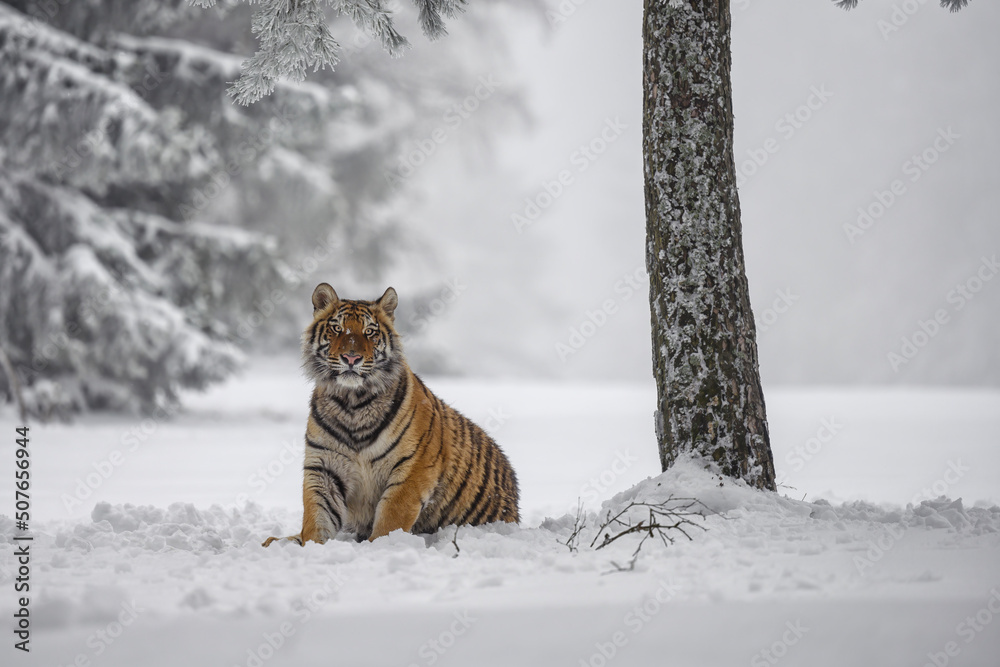 A tiger in the forest enjoys the fresh snow.