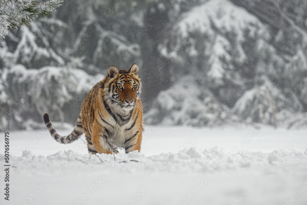 Obraz premium A tiger in the forest enjoys the fresh snow.