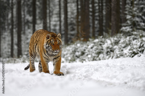A tiger in the forest enjoys the fresh snow. © Martin