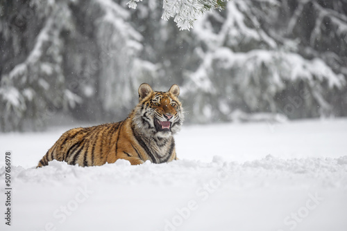 A tiger in the forest enjoys the fresh snow.