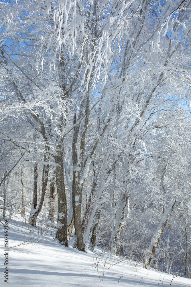 Trees covered with snow in Sabaduri forest, winter landscape Trees covered with snow in Sabaduri forest, winter landscape