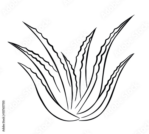 Bush of aloe vera plant. Doodle sketch style. Line drawing simple icon of succulent aloe leaves. Isolated vector illustration.
