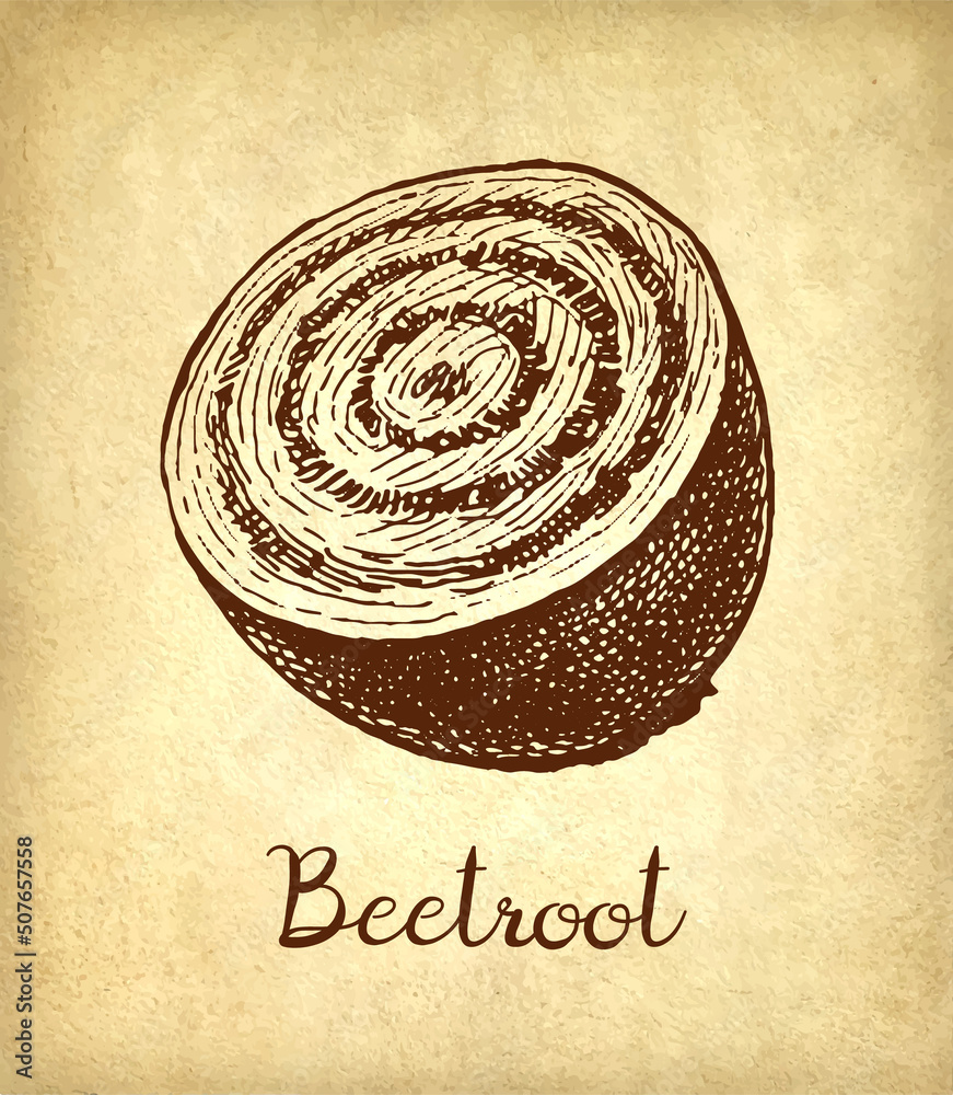 Beetroot ink sketch. Stock Vector | Adobe Stock