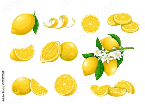 Lemon citrus fruits vector illustration. Whole lemon and yellow fruits on branch with flowers and leaves among lemon halves, peel and cut pieces in cartoon style, isolated