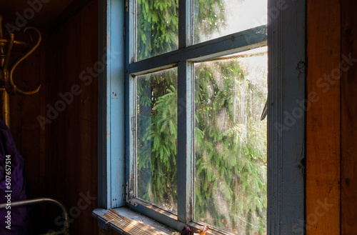 The attic of an old wooden house. Large spruce behind the dirty glass. Sunny morning. 
