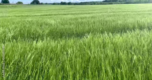 Field of green wheat waving in the gentle wind with trees and blue sky in the background