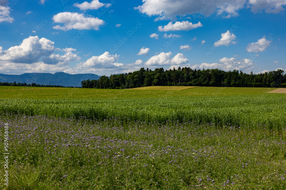 grüne landschaft mit waldrand und wolken bei niederoesch ersigen schweiz grüne landschaft mit waldrand und wolken bei niederoesch ersigen schweiz