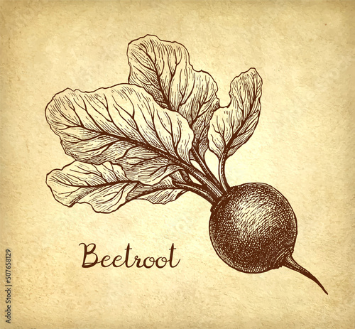 Beetroot ink sketch.