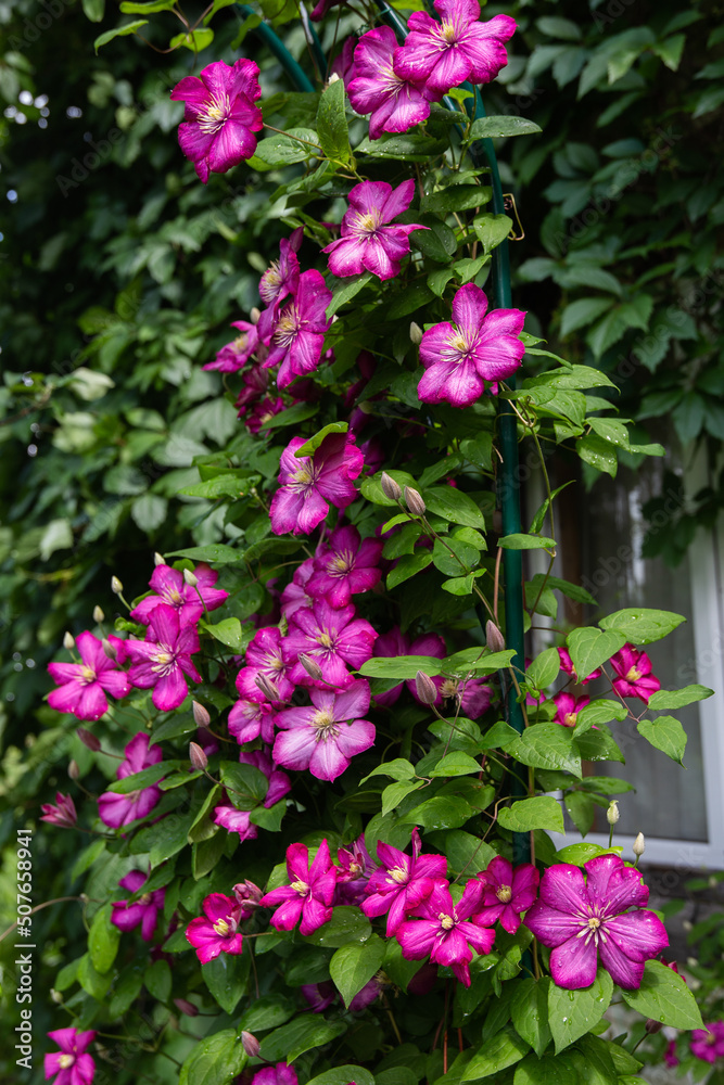 A large Bush of climbing clematis with large purple flowers. Vertical photo, selective focus
