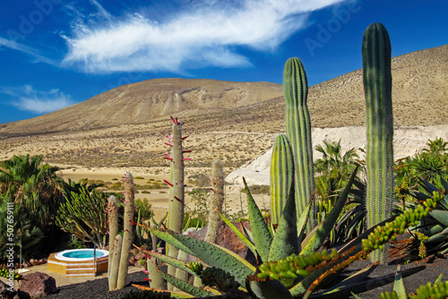 Beautiful cactus garden terrace, whirlpool, dry arid hills background, blue summer sky - Sotavento Beach, Fuerteventura