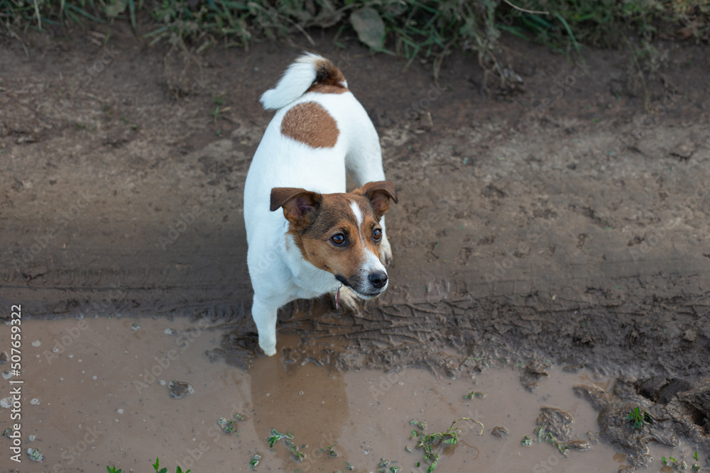 Jack Russell Terrier dog stands in a muddy puddle on the road