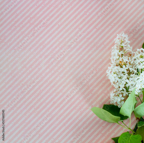 white lilac flower on soft pink striped ground with space for text