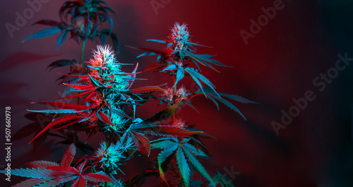 Cannabis background. Marijuana plants at colored red light on dark background. Cannabis long banner with flowering feminine plants. Beautiful medical marijuana.