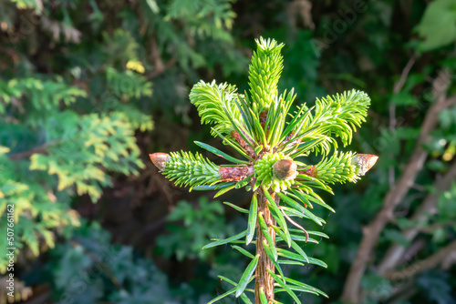 New young shoots on top of a Nordmann fir (Abies nordmanniana) photo