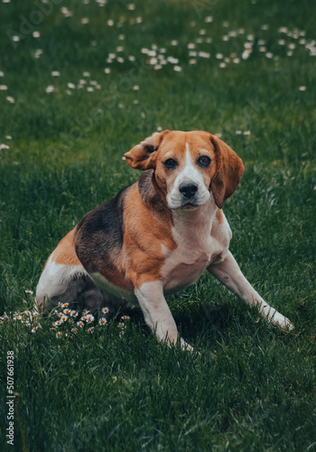 The beautiful beagle on the daisy field