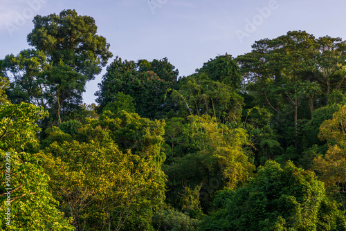 the view of the green jungle forest on the leaf hills of Sumatra  Indonesia