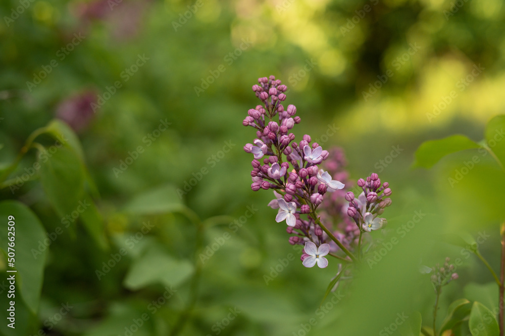 A sprig of blooming lilacs in May A sprig of blooming lilacs in May