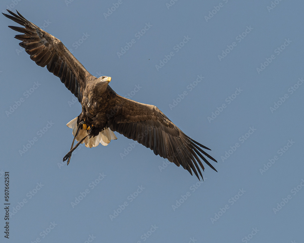 Fototapeta premium Rapace