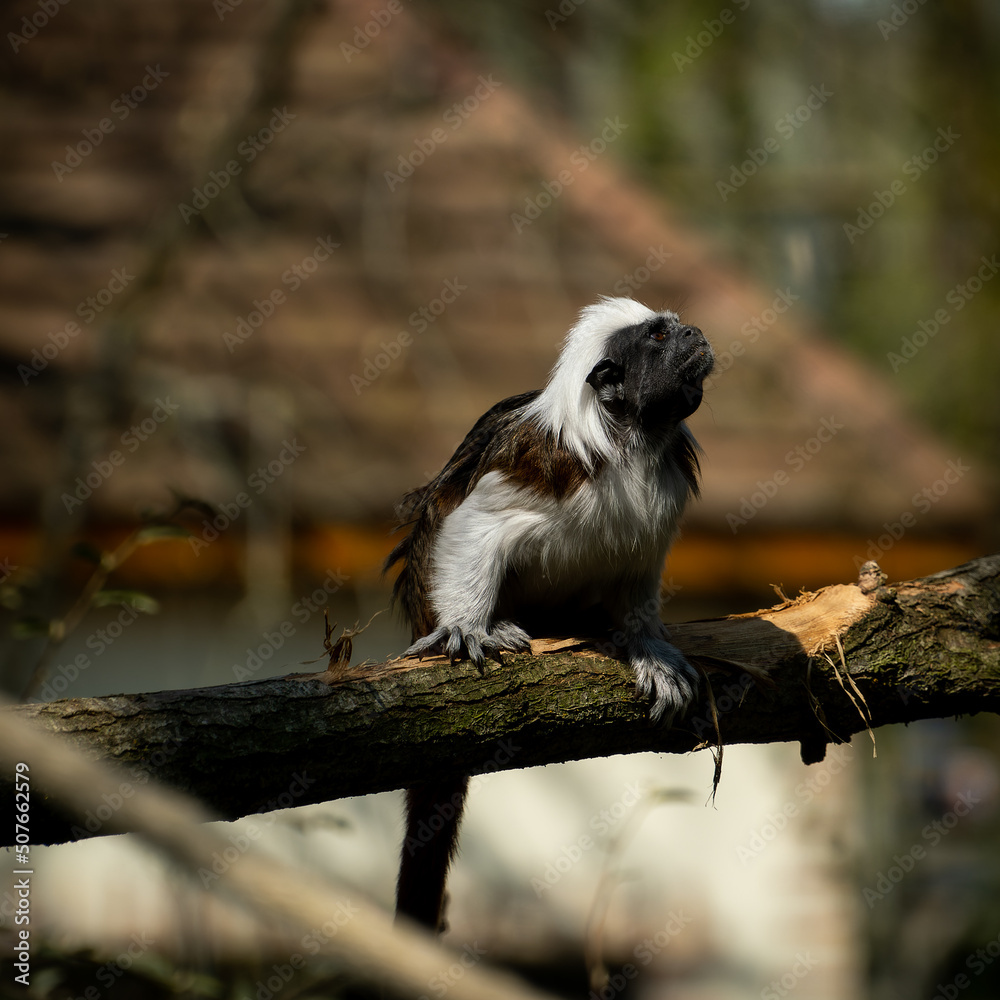 Singe Singe