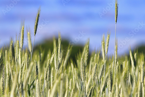 Culture de blé, champ de blé, céréale