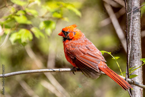 Mr. Cardinal © Dave