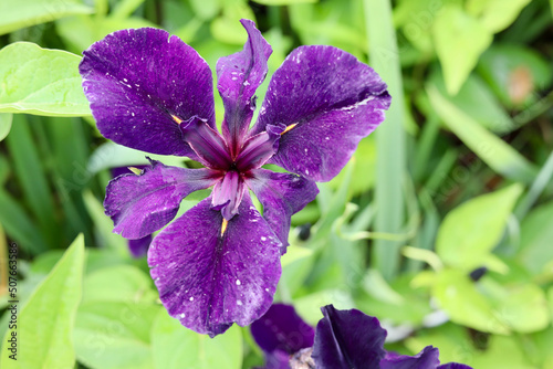 Purple irises on green background photo