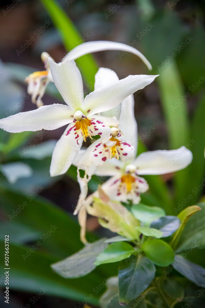 Orchid flower, white cymbidium Orchid flower, white cymbidium