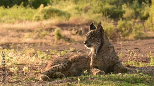 Iberian lynx, Lynx pardinus, wild cat endemic to Iberian Peninsula in Castilla La Mancha, Spain.
 photo